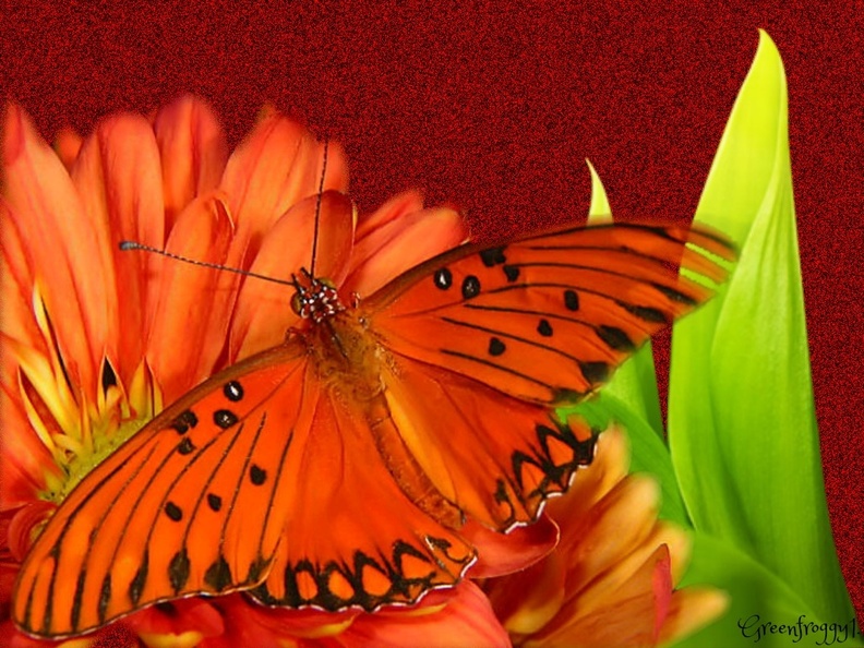 2146118-1024x768-ORANGE-BUTTERFLY